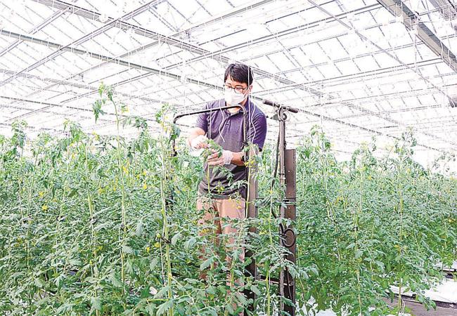 出荷に向けて生育が進むトマト＝安来市穂日島町、ＬＰＣベジタリアファーム