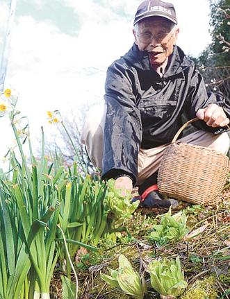 スイセンの横に顔を出したフキノトウ＝松江市鹿島町佐陀本郷