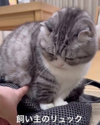 飼い主のリュックの上に居座るコマルちゃん／こむぎこまるさん（@mugimeshi323）提供