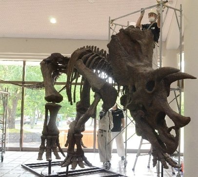 朝刊先読み！】トリケラトプスの全身骨格標本 サヒメルに搬入 | 山陰