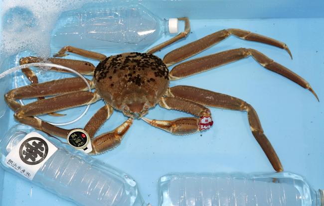 鳥取港で初競りにかけられた「松葉ガニ」の最高級ブランド「五輝星」＝11月７日、鳥取市