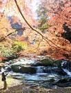 昨年の八重滝の紅葉＝２０２０年１１月（資料）