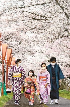 着物姿で桜の下を散策するツアー参加者＝雲南市木次町木次、斐伊川堤防桜並木
