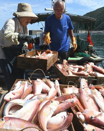 小伊津漁港に水揚げされたアカアマダイ=出雲市小伊津町