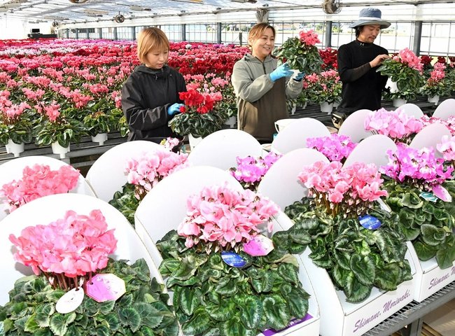 シクラメンの出荷作業を進めるスタッフ＝出雲市斐川町三分市、森脇農園