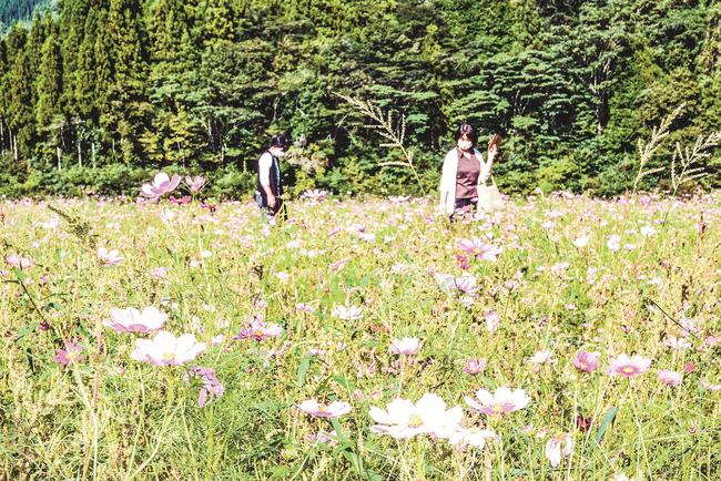 見頃を迎えたコスモス＝島根県飯南町志津見、東三瓶フラワーバレー