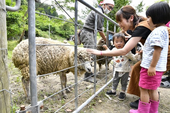 羊と触れ合う親子＝江津市跡市町、跡市ひつじ牧場「紬のまきば」