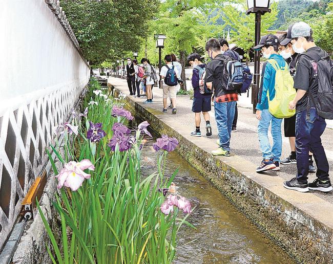殿町通り沿いの掘割に咲き誇るハナショウブ＝島根県津和野町後田、殿町通り