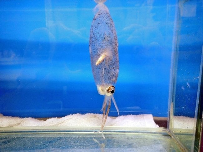 生きたまま見つかるのが極めて珍しいホオズキイカの一種（島根大隠岐臨海実験所提供）