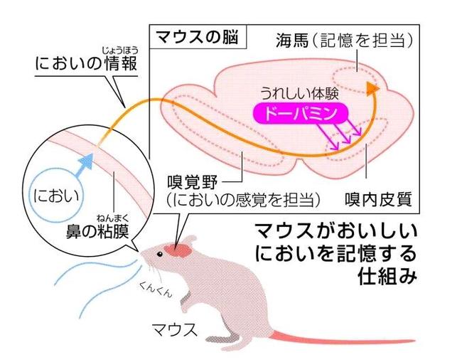 マウスがおいしいにおいを記憶する仕組み