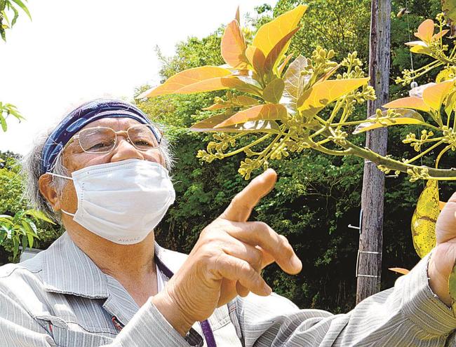 畑で咲いたアボカドの花を眺める宮廻文雄さん＝松江市鹿島町北講武