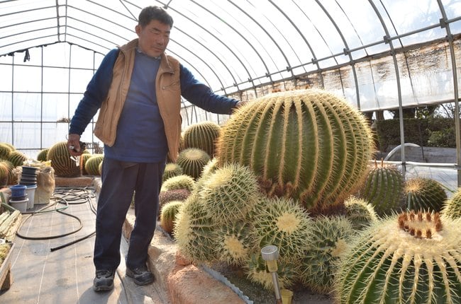 長年育てたサボテンと並ぶ野田剛さん＝安来市東赤江町