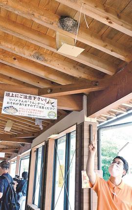 ツバメの巣の近くに設置したふんよけ用の段ボールとポスター。段ボールは天敵のカラスからひなを守る役目もある＝鳥取県江府町佐川、道の駅奥大山