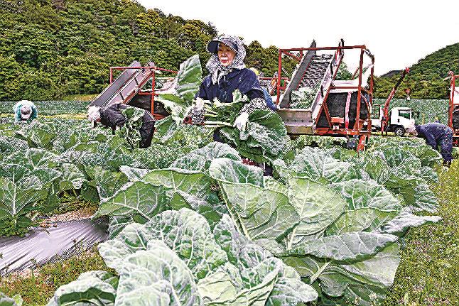 ケールを刈り取る従業員。絞りかすは牛ふんと交換される＝益田市山折町、キューサイファーム島根山折農場