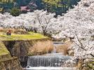 桜が満開になった祖式川沿いのウオーキングコース＝２０２４年４月、大田市祖式町