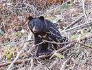 ＜１０＞島根県内で撮影されたツキノワグマ＝島根県提供