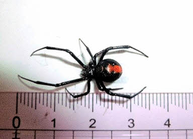 過去に県内で見つかったセアカゴケグモ（資料）