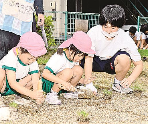 芝生を植える参加者＝益田市横田町、西益田児童公園