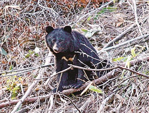＜１０＞島根県内で撮影されたツキノワグマ＝島根県提供