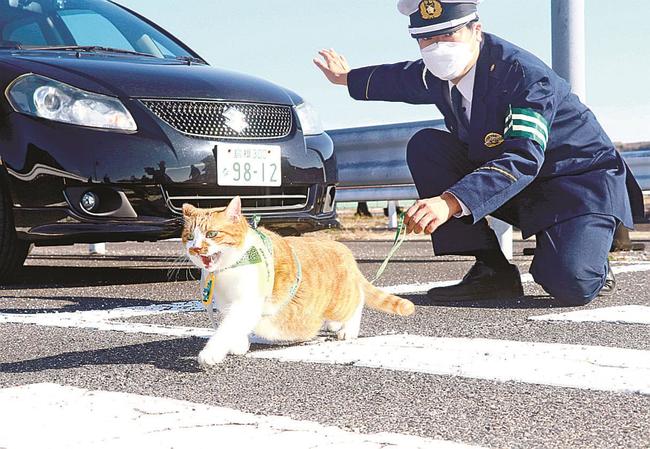 横断歩道を渡る交通警察ネコ・ぴー太郎＝松江市打出町、運転免許センター
