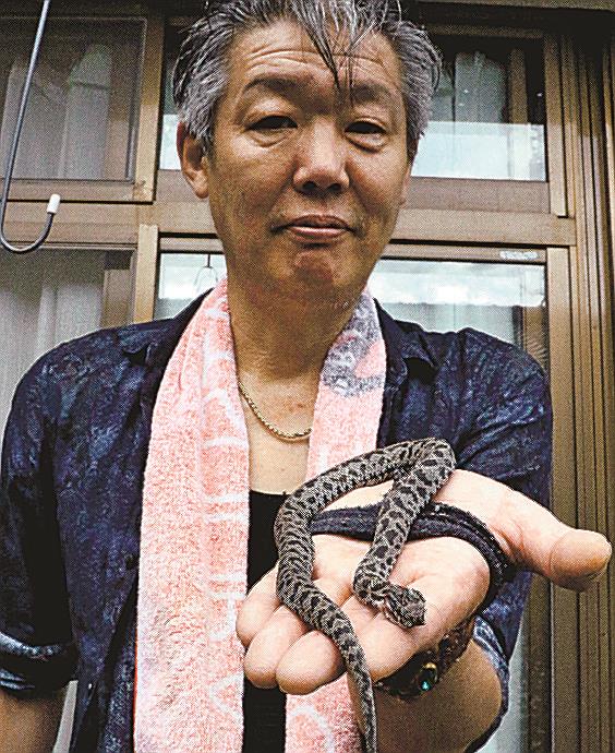 隠岐でグレーのマムシ 専門家「見たことない」 | 山陰中央新報デジタル