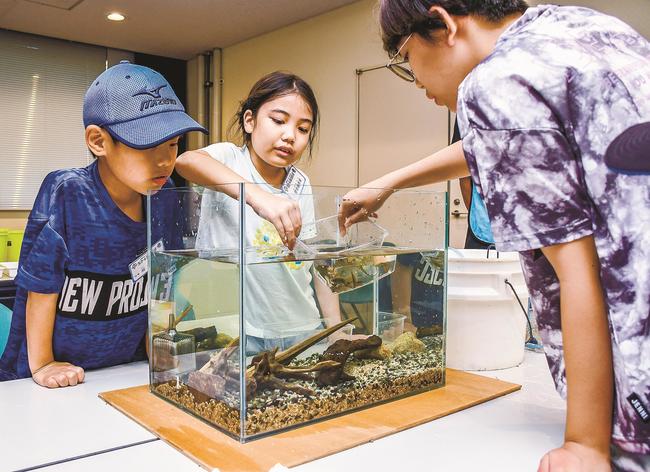 砂利や木を配置した水槽に宍道湖で取った魚を入れる子どもたち＝出雲市園町、島根県立宍道湖自然館ゴビウス