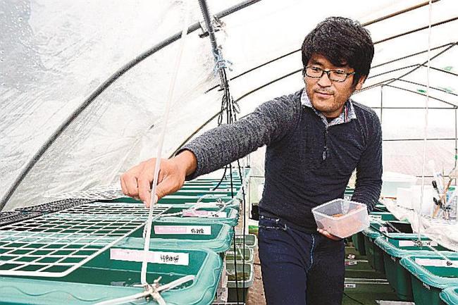 観賞用メダカを育てる矢八基希さん＝島根県邑南町雪田