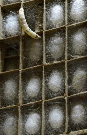 繭を作る蚕＝２０１４年、福岡県糸島市(資料)