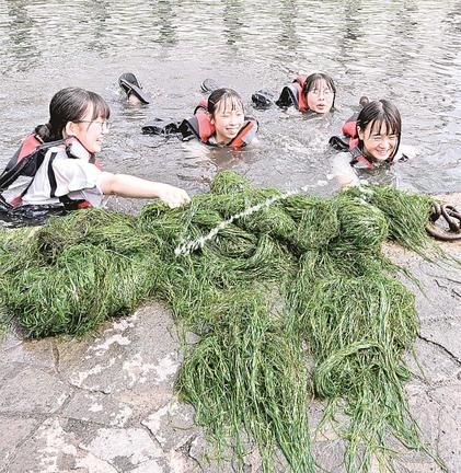天神川に入り、水草を集める生徒たち＝松江市竪町