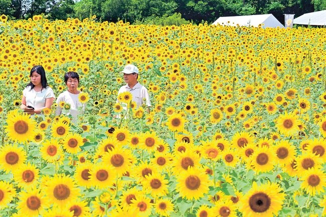 一帯に咲き誇るヒマワリの花を楽しむ来場者＝浜田市三隅町井野