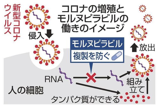 コロナの増殖とモルヌピラビルの働きのイメージ