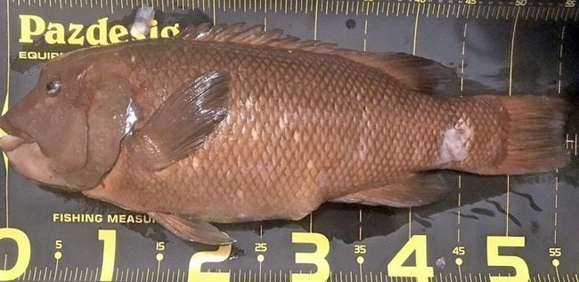 ５７センチあったが、コブダイでは標準サイズ