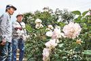 白とピンク色が鮮やかなマチルダの花＝出雲市斐川町神庭
