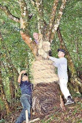 ご神木のツバキに藁蛇を巻き付ける参加者＝益田市匹見町石谷、田原大元神社