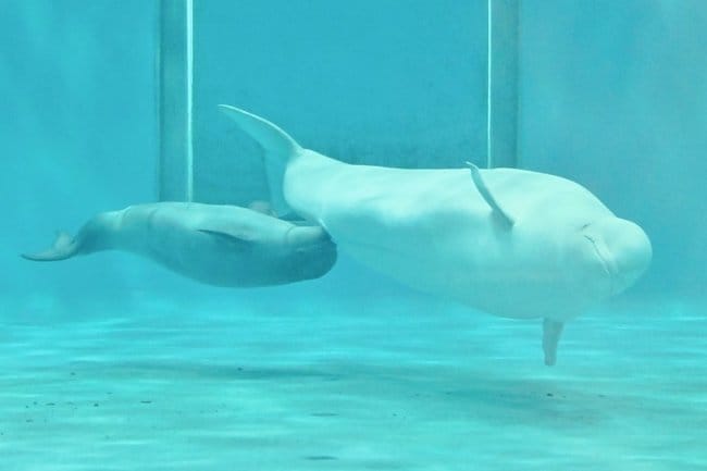 授乳しながらゆったり泳ぐシロイルカのアンナと赤ちゃん＝浜田市・江津市、しまね海洋館アクアス