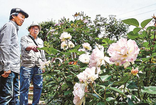 白とピンク色が鮮やかなマチルダの花＝出雲市斐川町神庭