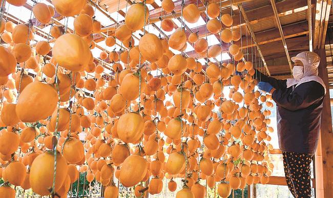 出荷に向け、すだれのようにつるされた干し柿＝松江市東出雲町上意東