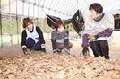種ショウガの準備をする永戸文江さん（右）＝出雲市斐川町出西