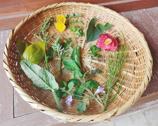 講座で取り上げる薬草