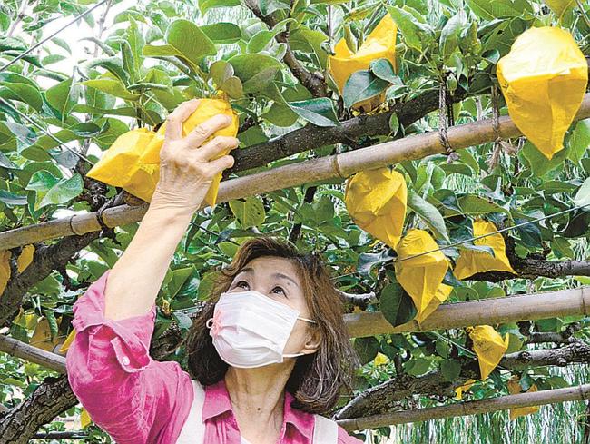 二十世紀梨を収穫する会員＝鳥取市東品治町、ＪＲ鳥取駅北口