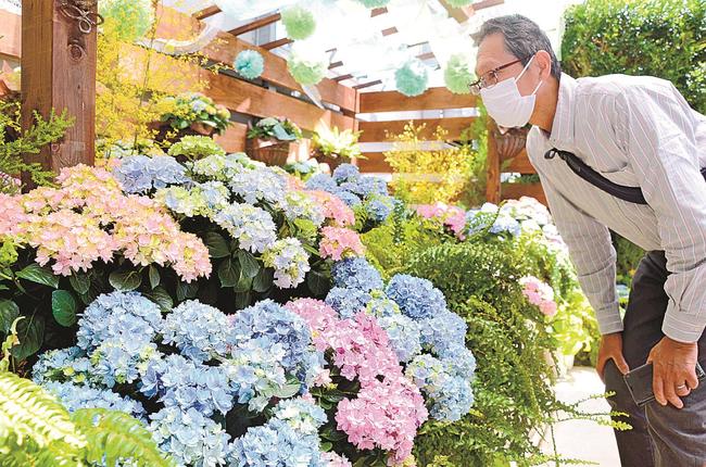 島根県オリジナル品種のアジサイ「星あつめ」に見入る来場客＝出雲市西新町２丁目、しまね花の郷