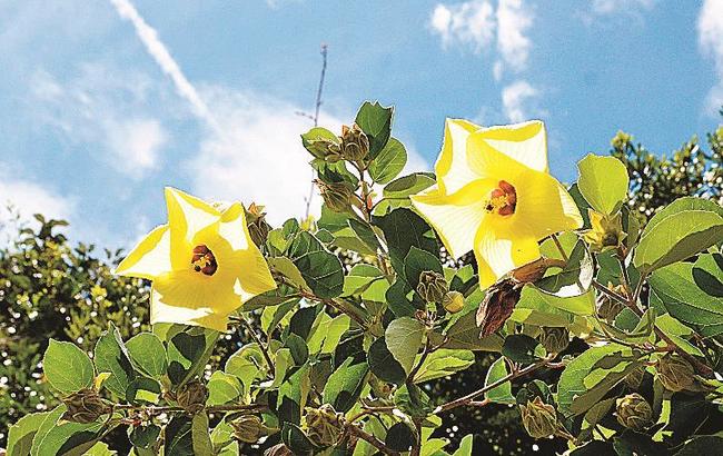 夏の日差しを受けて咲くハマボウの花＝島根県知夫村、島津島