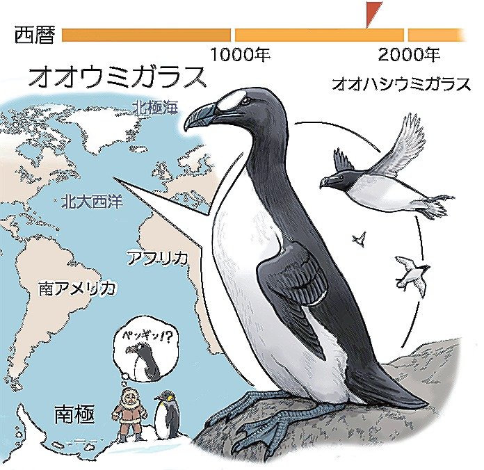 最後の一羽　オオウミガラス絶滅物語 最後の一羽 オオウミガラス絶滅物語 ＜送料無料＞ : さかなの本屋さん