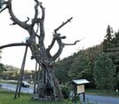 枯死した東側の定めの松。道を挟んだ西側には以前に植えられた２世苗が育っている＝大田市三瓶町、三瓶山西の原