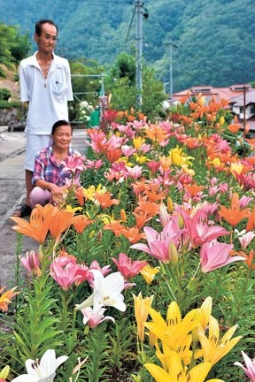 色とりどりに咲き誇ったユリを眺める田中治夫さん（奥）と孝子さん∥島根県邑南町市木