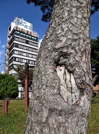 末次公園の松に残る松やに採取跡＝松江市末次町（第１回講座関連）