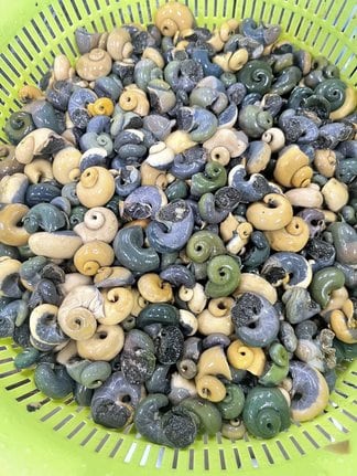 廃棄されるサザエの肝
