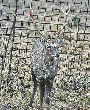 襲ったとみられる雄のニホンジカ＝２５日午後５時２４分、島根県飯南町上来島、県中山間地域研究センター