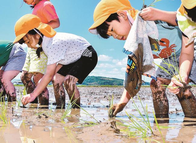 泥にはまりながら、田植えを体験する園児＝米子市淀江町安原