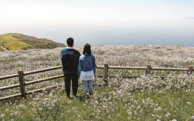 赤ハゲ山に広がるノダイコンの花に見入る観光客＝島根県知夫村